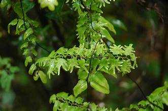 Lygodium microphyllum